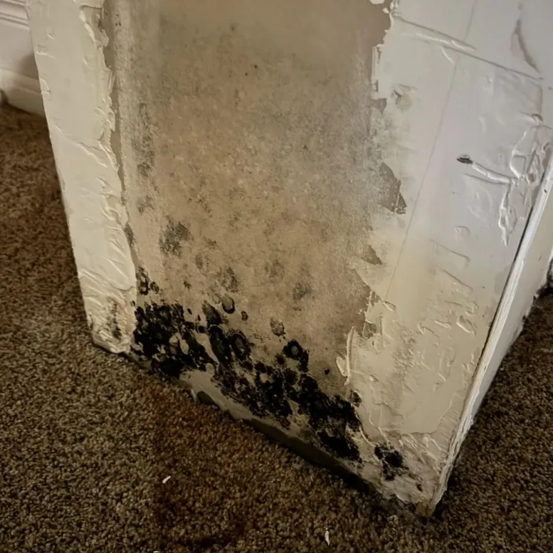 Professional Mold Removal in Bent County, CO